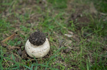 Black truffle mushroom lies on a wild champignon in the grass
