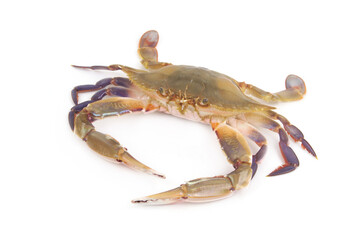 Three-spot swimming crab isolated on white background. Portunus sanguinolentus.