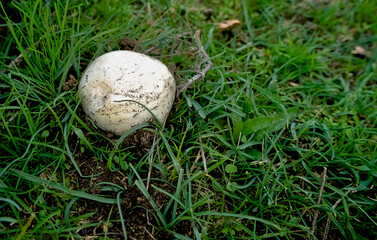 wild white champignon in the grass
