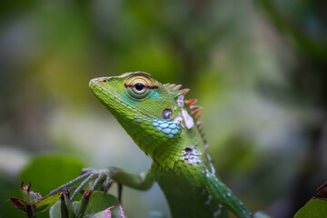 Arid Lizard in the home garden, Looking at me