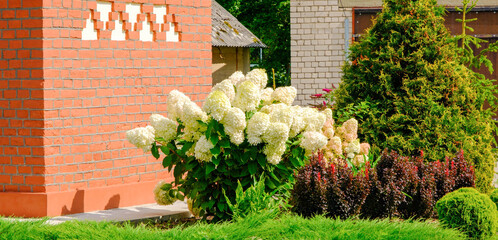 Gorgeous white hydrangea paniculata inflorescences in a summer garden, illuminated by the sun. Hydrangea sundae fraise. Flower bush by the wall of the building - obrazy, fototapety, plakaty