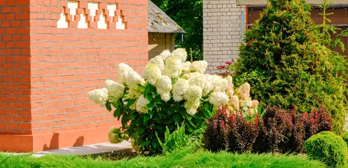 Poster Gorgeous white hydrangea paniculata inflorescences in a summer garden, illuminated by the sun. Hydrangea sundae fraise. Flower bush by the wall of the building © Sandris