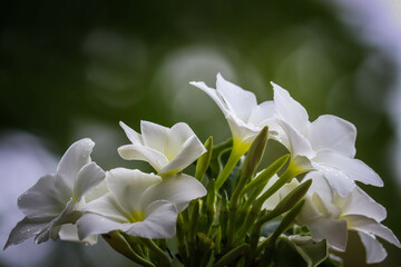 White flowers in the home garden