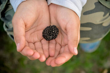 Black truffle in a person's hand, just found in the forest. An exquisite and aromatic mushroom....