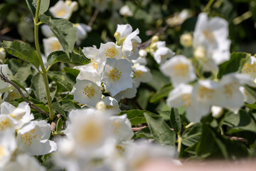 blooming white flowers jasmine bush in the spring season