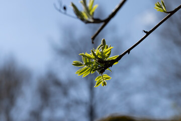 mountain ash tree branches in the spring season