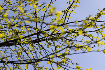 deciduous trees in the forest in the spring season