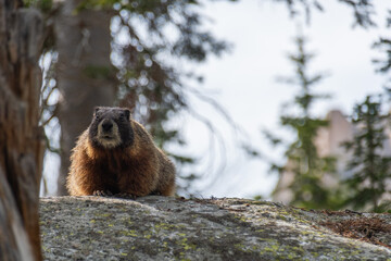 Marmot in the Grand Tetons National Park In the Forest