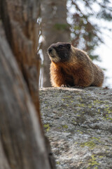 Marmot in the Grand Tetons National Park In the Forest