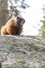 Naklejka na ściany i meble Marmot in the Grand Tetons National Park In the Forest