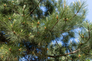 Obraz premium green needles on a pine tree in the spring season