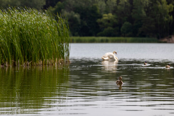 a white swan with feathers living on the lake in the summer