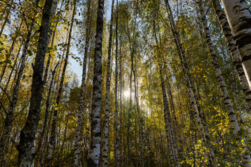 Autumn forest with a large number of birch trees
