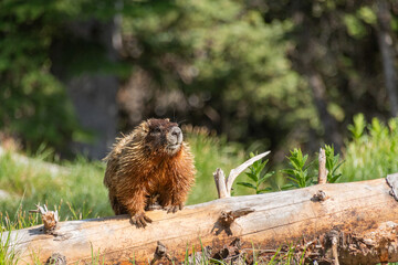Marmot in the Grand Tetons National Park In the Forest