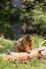 Naklejka na ściany i meble Marmot in the Grand Tetons National Park In the Forest