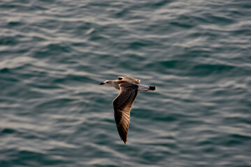 seagull in flight