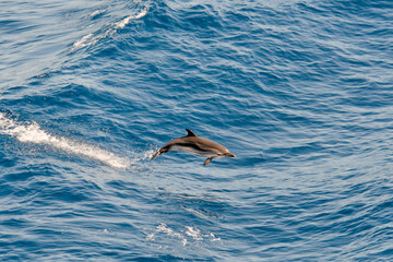 Naklejka premium Striped dolphin jumping in the sea, wild and free.