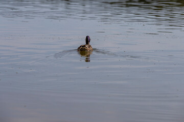 hungry ducks swimming on the lake in the summer