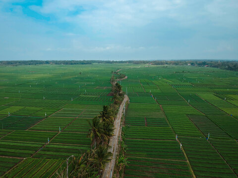 Aerial footage of red onion plants ready to harvest during a sunny day in Yogyakarta, Indonesia. The shallot plantation area is neatly arranged with a small road in the middle
