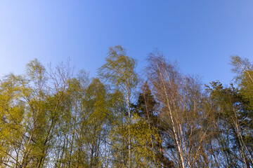 green needles on pine trees in sunny clear weather, pine trees
