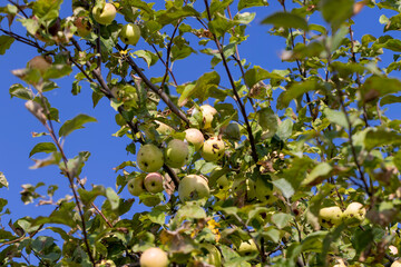 Apple harvest in the apple orchard