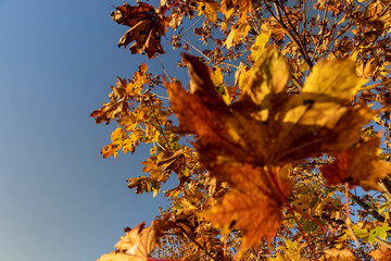 Maple tree foliage in autumn