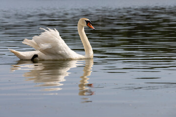 a white swan with feathers living on the lake in the summer