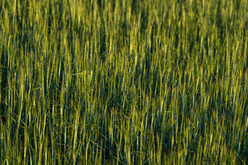 Afternoon sun shines to green young wheat field, shallow depth of field detail, only few leaves and stalks in focus