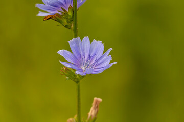 Chicory growing along the trail