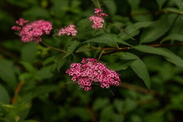 Japanese Spiraea blooms along the trail