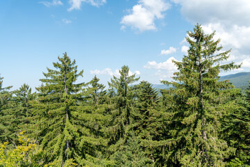 Spruce and fir trees in the Bavarian Forest against a cloudy blue sky
