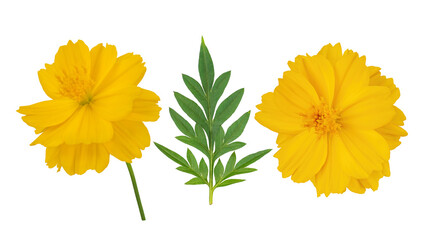 Yellow Mexican Aster, Cosmos, and green leaf on a white background. - 640613426