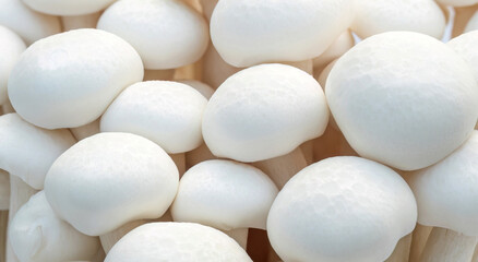 Close-up of white Shimeji mushroom on a white background. - 640613428