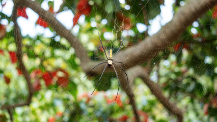 Close-up of giant golden orbweaver spider. - 640613436
