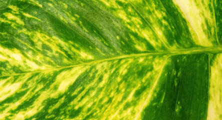 Close up of Scindapsus aureus eagler leaf for a background. - 640613439