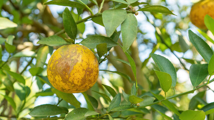 Tangerine orange fruit plant in an orchard. - 640613441