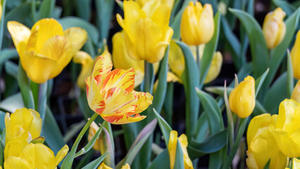 Yellow tulips flower plant in a garden. - 640613443