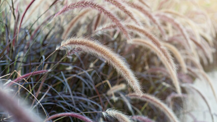 African fountain grass (purple grass) is planted in a garden. - 640613445