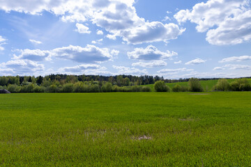 a field with green cereals in the spring season