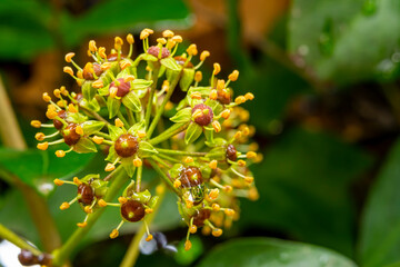 Close up of an American Spikenard with berries, Aralia racemosa, native