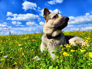 Dog German Shepherd in an autumn, summer, spring day and green field with grass and flower in spring or summer day. Walking and waiting on meadow eastern European dog veo and green landscape - obrazy, fototapety, plakaty
