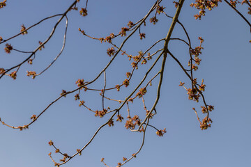 green foliage and maple flowers on trees in the spring season