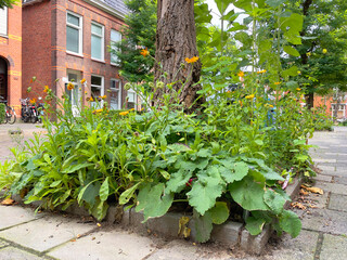 Tiny garden around a tree foot. Urban gardening, urban greening. Boomspiegeltuin