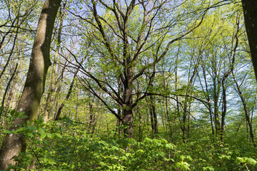 new green foliage on deciduous trees in the forest in the spring season