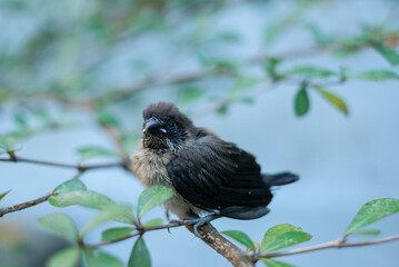 sparrows between tree branches. bondol, peking, rice pests.