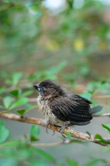 sparrows between tree branches. bondol, peking, rice pests.