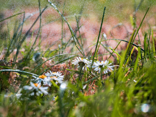 White simple daisy flowers in a meadow. Summer time theme. Light and airy look. Selective focus. Abstract warm season.
