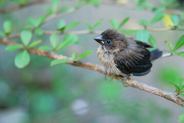 sparrows between tree branches. bondol, peking, rice pests.
