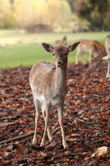 Deer are walking in the forest. Posing for a photo. Wild park. Contact with animals.