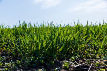 a new wheat crop in the spring season, new sprouts
